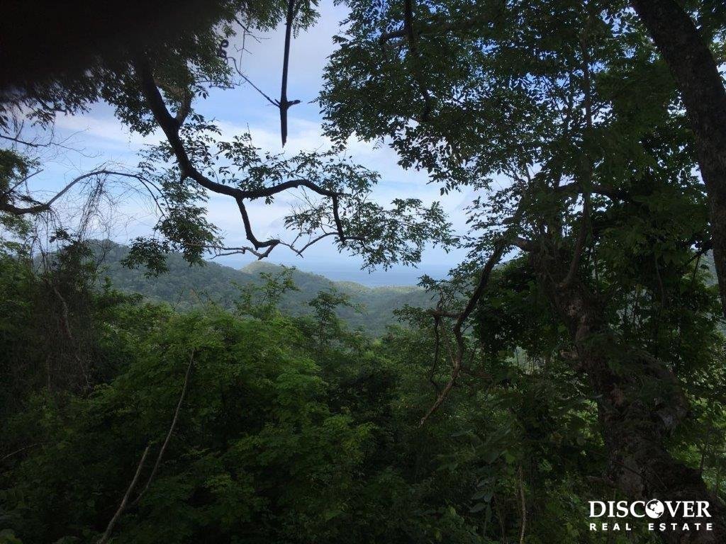 136 Acres of Lush Green Forest