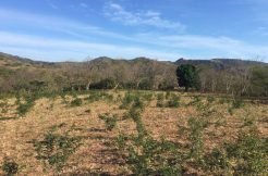 Unspoiled Jungle Property in Miravalle