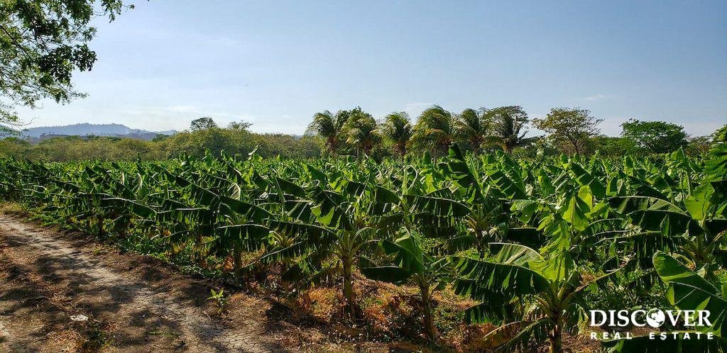 13 Manzana Banana Farm