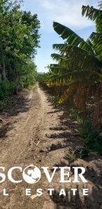 13 Manzana Banana Farm