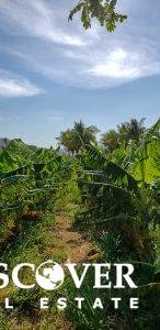 13 Manzana Banana Farm