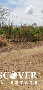 6 Manzana Banana Farm
