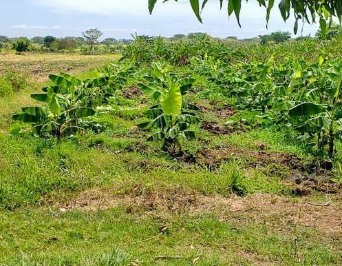 6 Manzana Banana Farm