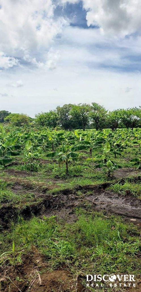 6 Manzana Banana Farm