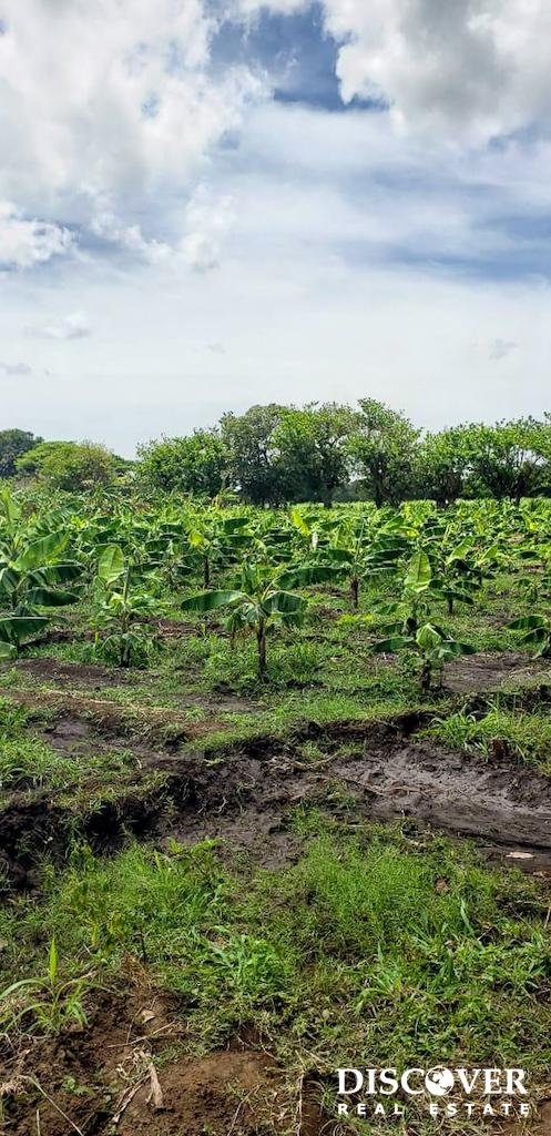 6 Manzana Banana Farm with Irrigation 13 km Outside Rivas