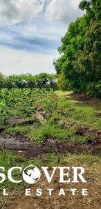 6 Manzana Banana Farm