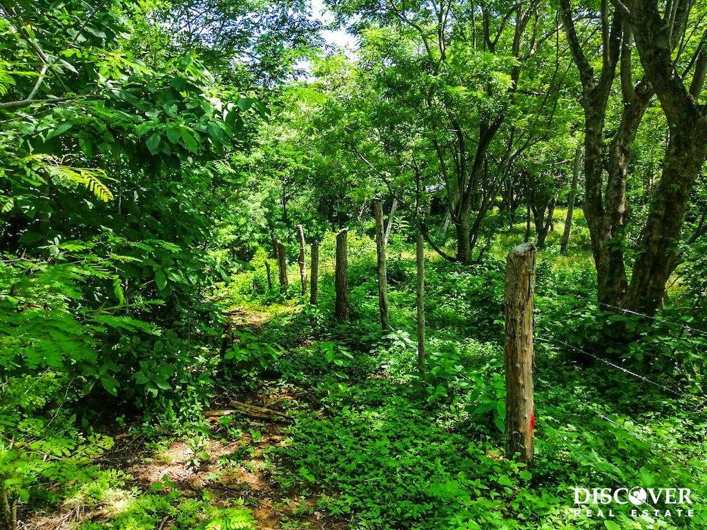 Heavily Wooded 9 acres Property with Ocean Views