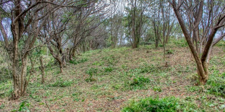 arribaverde5 (1)