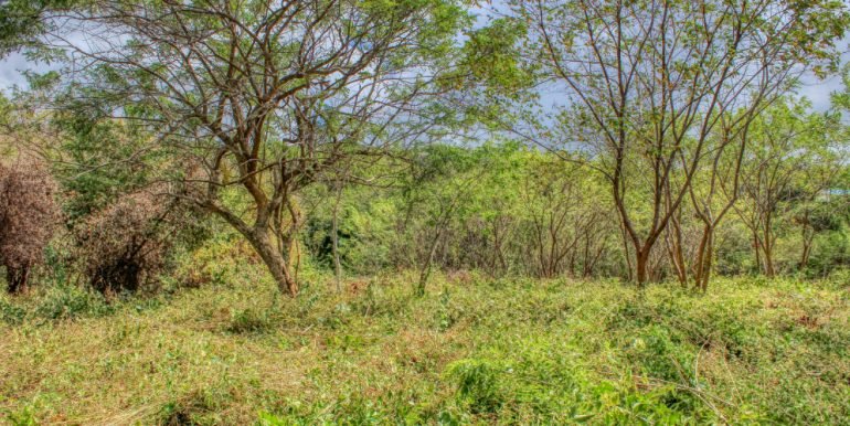 arribaverde5 (10)
