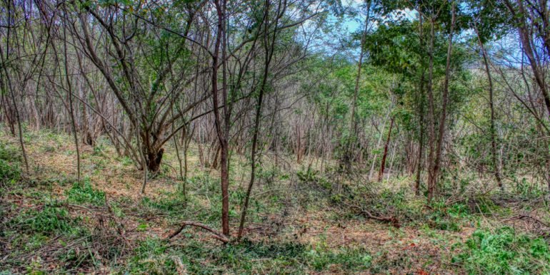 arribaverde5 (2)