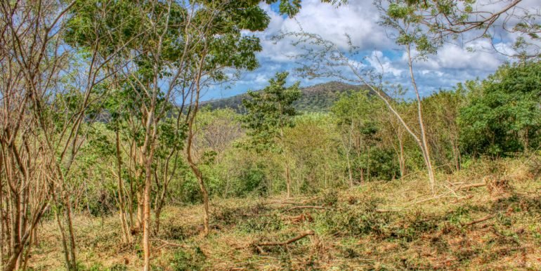 arribaverde5 (4)