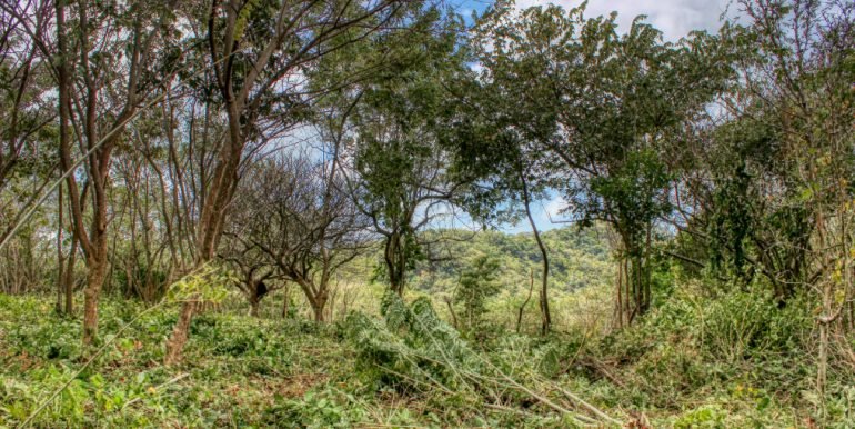 arribaverde5 (9)