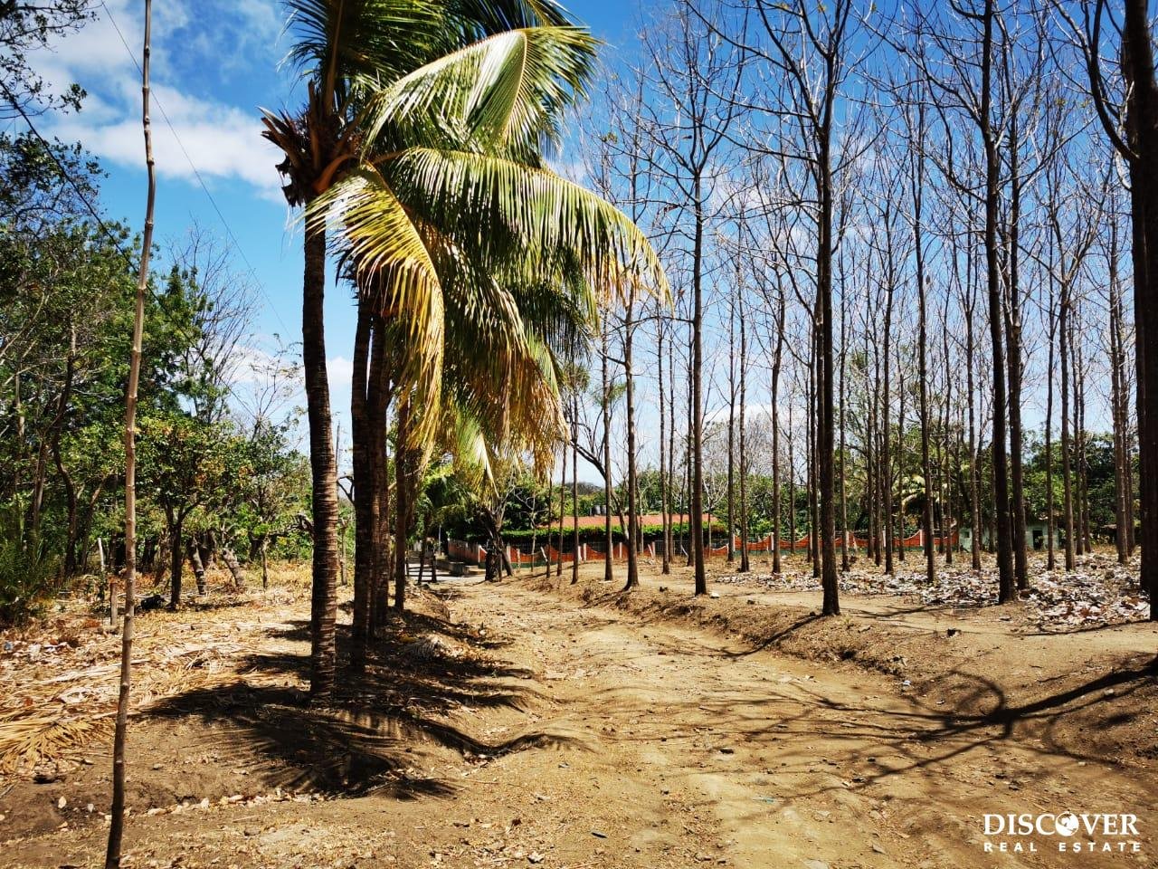 80 Manzanas, Tree Farm, Five minutes from Rivas! WhatsApp Image 2022-05-09 at 9.40.38 AM (2)