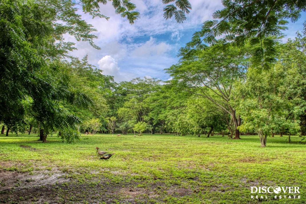 Beautiful Park Setting, 4.5 Acres on Road to Maderas Maderas (1) (1)
