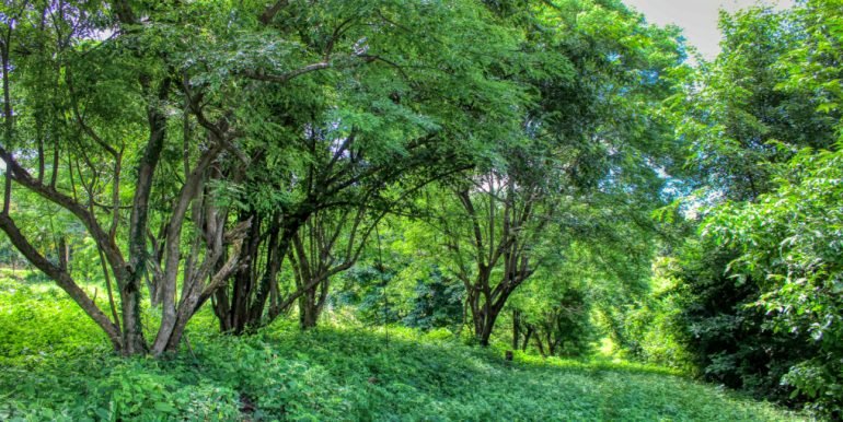 Papayal 7374 (10) (1)