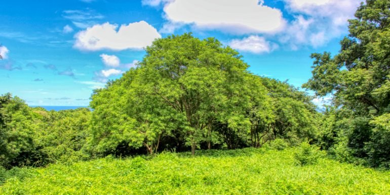 Papayal 7374 (2) (1)