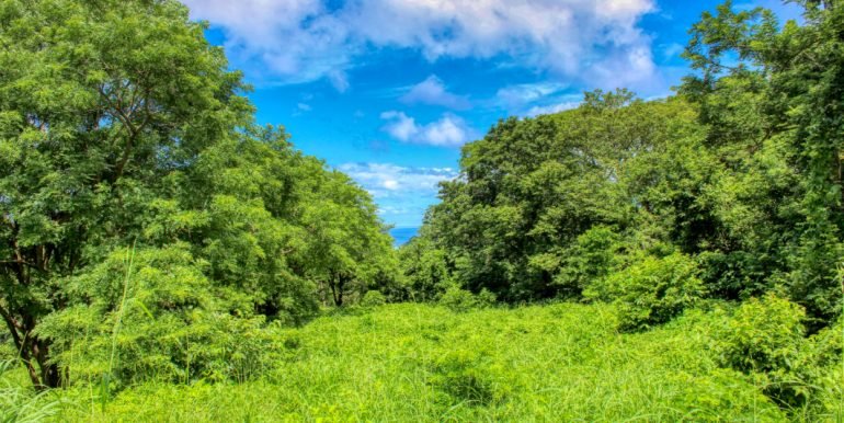 Papayal 7374 (5) (2)