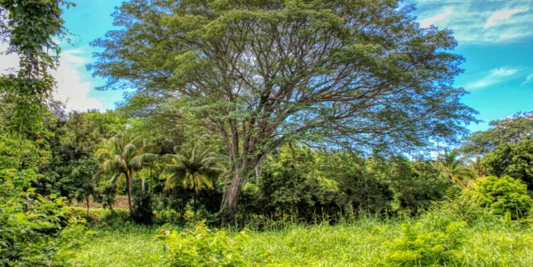 Papayal 7374 (6) (2)