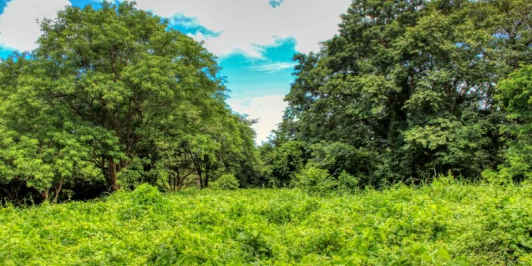 Papayal 7374 (7) (1)