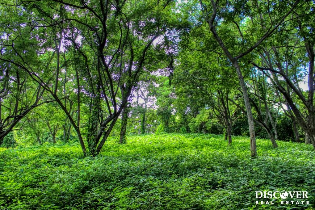 Nestled in the trees, minutes to beaches, Rancho Papayal Lot 79 Papayal 79 (1)