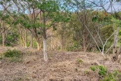 Lot 35 Jungle
