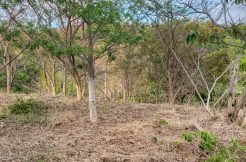 Lot 35 Jungle