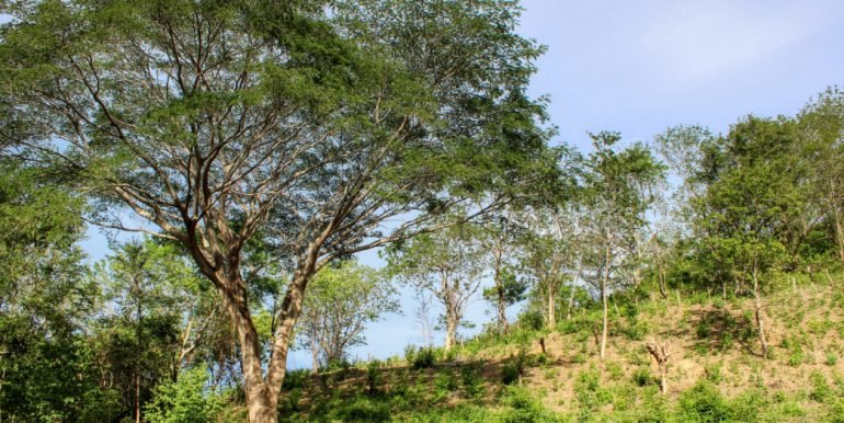 4Williamsbackside (14)