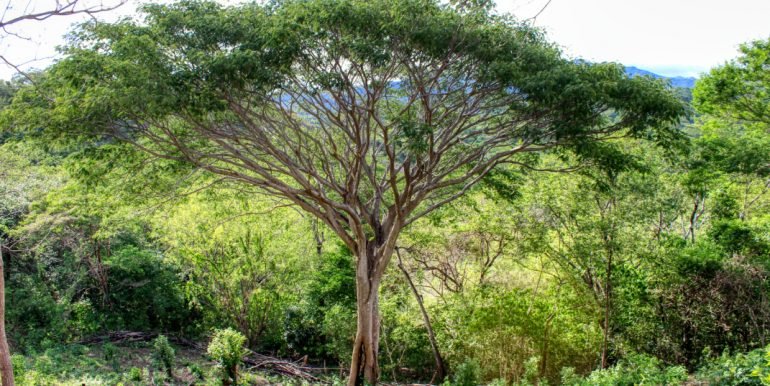 Williamsbackside (10)