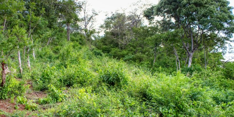 Williamsbackside (5)