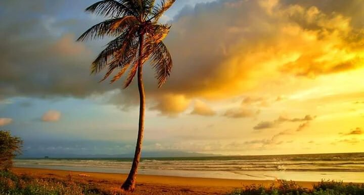 Yankee Beach Palm